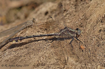 Gomphurus septima, male